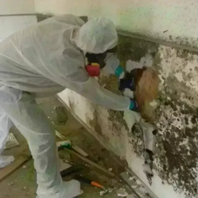 Mold Remediation and Removal in Tucson, AZ